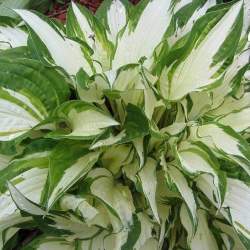 Хоста Уайт Крисмос — PlantMart