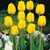 Тюльпаны Дарвиновы Гибриды Золотой апельдорн ( 5 шт.) фото 2 — PlantMart