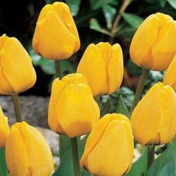 Тюльпаны Дарвиновы Гибриды Золотой апельдорн ( 5 шт.) — PlantMart