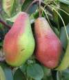 Груша Яковлевская фото 1 — PlantMart