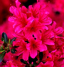 Азалия японская Тореодор — PlantMart