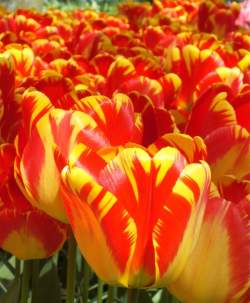 Тюльпаны Дарвиновы Гибриды Банья Лука ( 5 шт.) — PlantMart