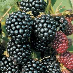 Ежевика Тонлесс Эвергрин — PlantMart