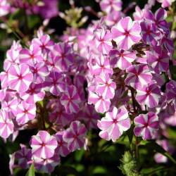 Флокс пятнистый Наташа — PlantMart