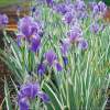 Ирис бледный Вариегата (Variegata)​ фото 1 — PlantMart