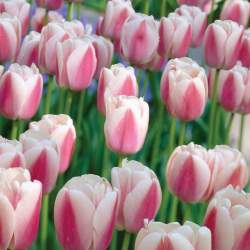 Тюльпаны Дарвиновы Гибриды Оллиулес ( 5 шт.) — PlantMart