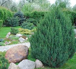 Можжевельник китайский Стрикта — PlantMart