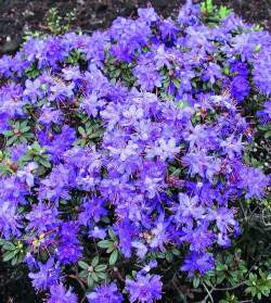 Рододендрон плотный Гриштеде — PlantMart