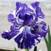 Ирис германский Батик (Batik) фото 1 — PlantMart