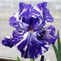 Ирис германский Батик (Batik) — PlantMart