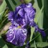Ирис германский Батик (Batik) фото 3 — PlantMart