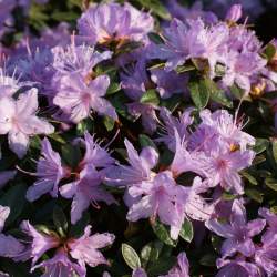 Рододендрон плотный Мойерхайм — PlantMart