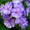 Флокс метельчатый Блю Парадайз фото 1 — PlantMart