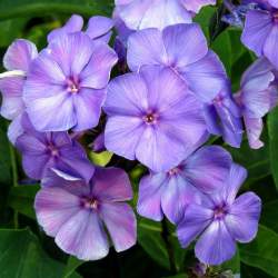 Флокс метельчатый Блю Парадайз — PlantMart