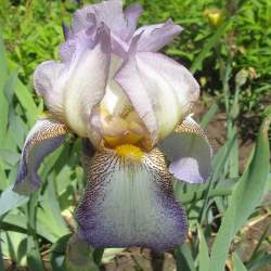 Ирис бородатый Конкорд Спрайт (Concord Sprite) — PlantMart