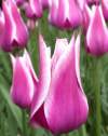 Тюльпаны Лилиецветные Баллада ( 5 шт.) фото 1 — PlantMart