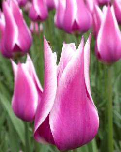 Тюльпаны Лилиецветные Баллада ( 5 шт.) — PlantMart