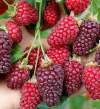 Ежемалина (Ежевика) Бакингем Тейберри фото 3 — PlantMart