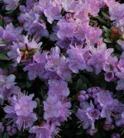 Рододендрон плотный Рамапо — PlantMart