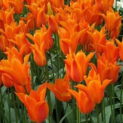 Тюльпаны Лилиецветные Балерина ( 5 шт.) — PlantMart