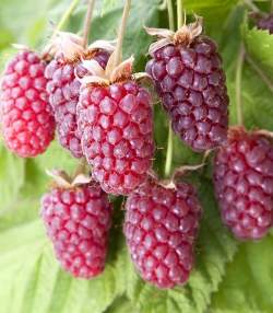 Ежемалина (Ежевика) Логанберри — PlantMart