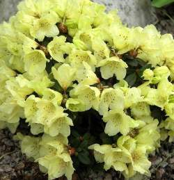 Рододендрон Врен — PlantMart