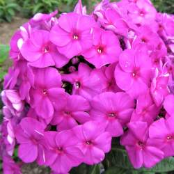 Флокс метельчатый Кенди Флосс — PlantMart