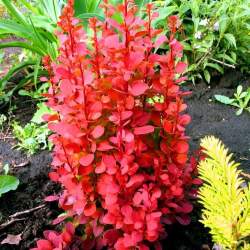 Барбарис Тунберга Ориндж Рокет — PlantMart