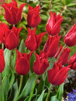 Тюльпаны Лилиецветные Прекрасня женщина ( 5 шт.) — PlantMart