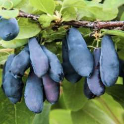 Жимолость съедобная Бархат — PlantMart