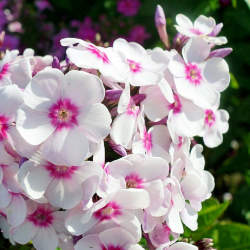 Флокс метельчатый Крем Де Ла Менте — PlantMart