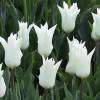 Тюльпаны Лилиецветные Шикарный белый ( 5 шт.) фото 2 — PlantMart