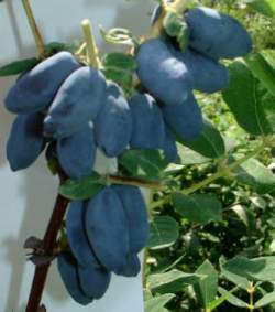 Жимолость съедобная Берель — PlantMart