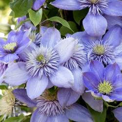 Клематис Блу Лайт — PlantMart