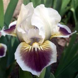 Ирис карликовый Блэк Черри Делайт (Black Cherry Delight)​​ — PlantMart