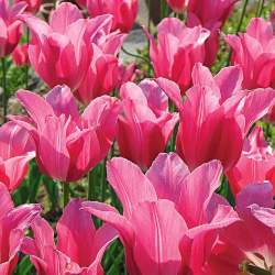 Тюльпаны Лилиецветные Мариетта ( 5 шт.) — PlantMart