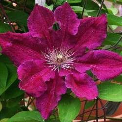 Клематис Эрнест Маркхем — PlantMart