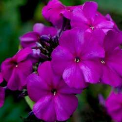 Флокс метельчатый Ники — PlantMart