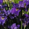 Ирис сибирский Раффлед Вельвет (Ruffled Velvet) фото 1 — PlantMart