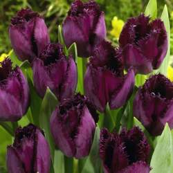 Тюльпаны Бахромчатые Кудрявая Сью ( 5 шт.) — PlantMart