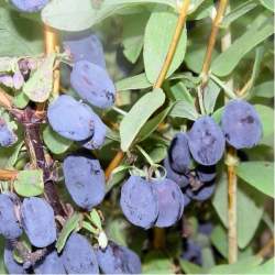 Жимолость съедобная Бореал Бьюти — PlantMart