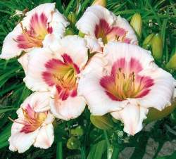 Лилейник Блашн Пинк Ай — PlantMart