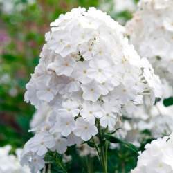 Флокс метельчатая Пина Колада — PlantMart