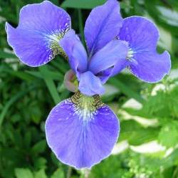 Ирис сибирский Софт Блю (Soft Blue) — PlantMart