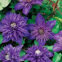 Клематис Мульти Блю — PlantMart