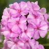 Флокс метельчатый Пинки Хилл фото 1 — PlantMart