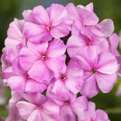 Флокс метельчатый Пинки Хилл — PlantMart