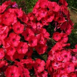 Флокс метельчатый Тенор — PlantMart