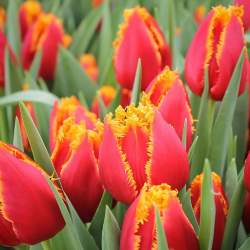 Тюльпаны Бахромчатые Давенпорт ( 5 шт.) — PlantMart