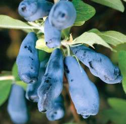 Жимолость съедобная Длинноплодная — PlantMart